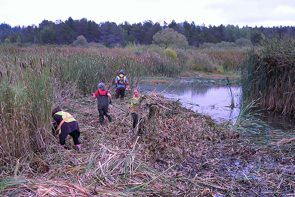 A group of people working in a wetland area, clearing vegetation