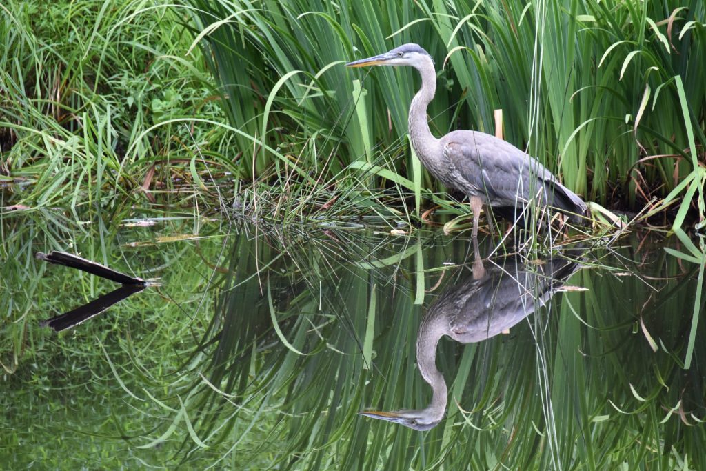 A beautiful and elegant bird, blueish grey, with a long neck and legs, and long pointed bill, standing in still water.