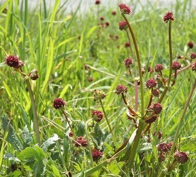 Close up of a plant with purple-red clusters and stems against a background of green grass
