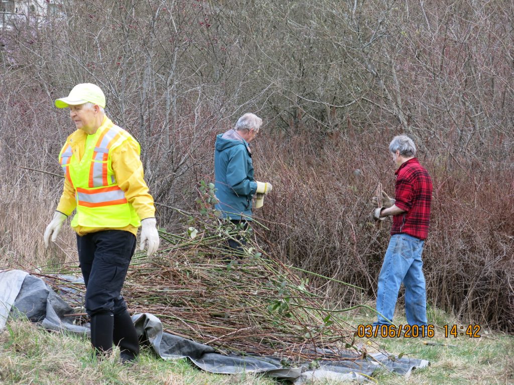 A closeup of people working in a wetland area, with cut branches on a tarp.