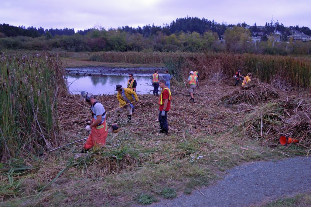 A group of people in a wetland, working, with houses in the distance
