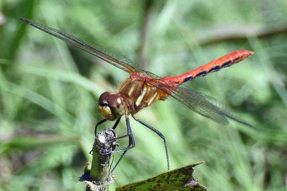 A long winged insect with reddish orange exoskeleton