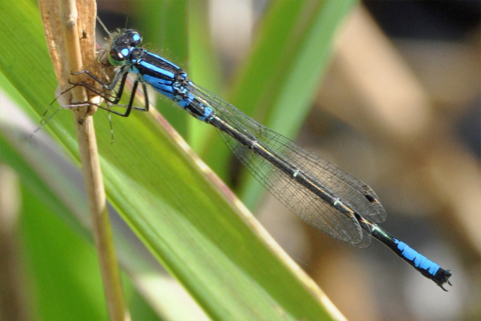 A delicate stick shaped winged insect with black and blue exoskeleton clinging to a stem