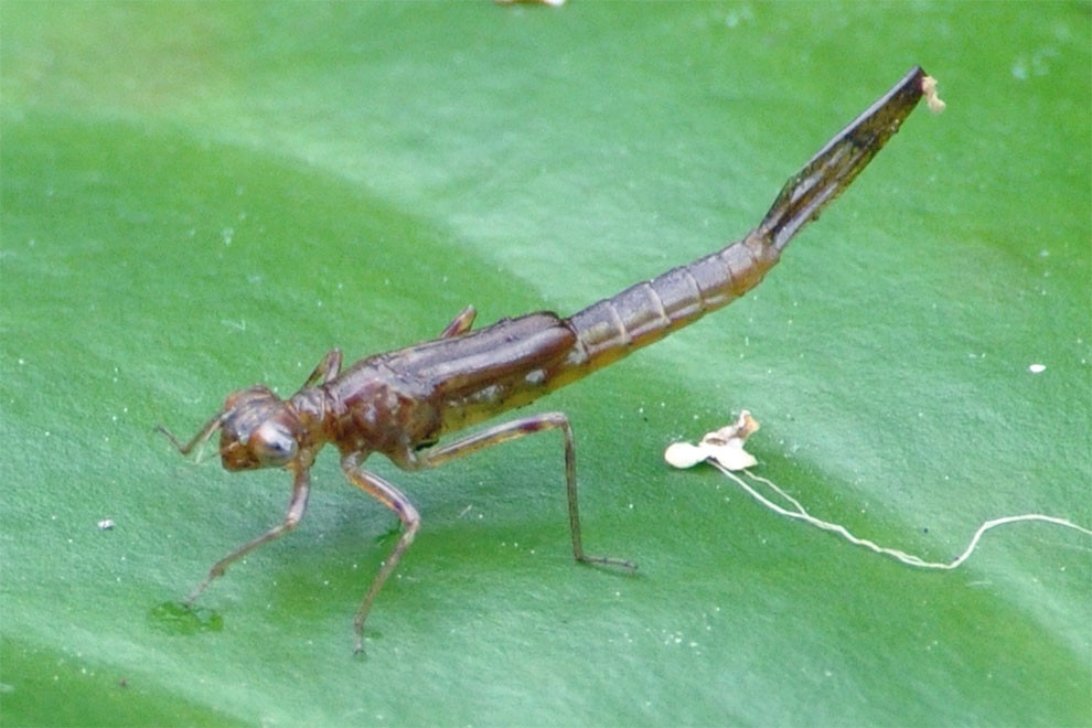 A stick shaped, brown insect without wings
