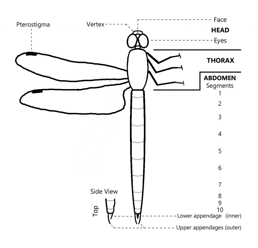 A diagram illustrating the head, thorax, abdomen, and winged parts of a dragonfly