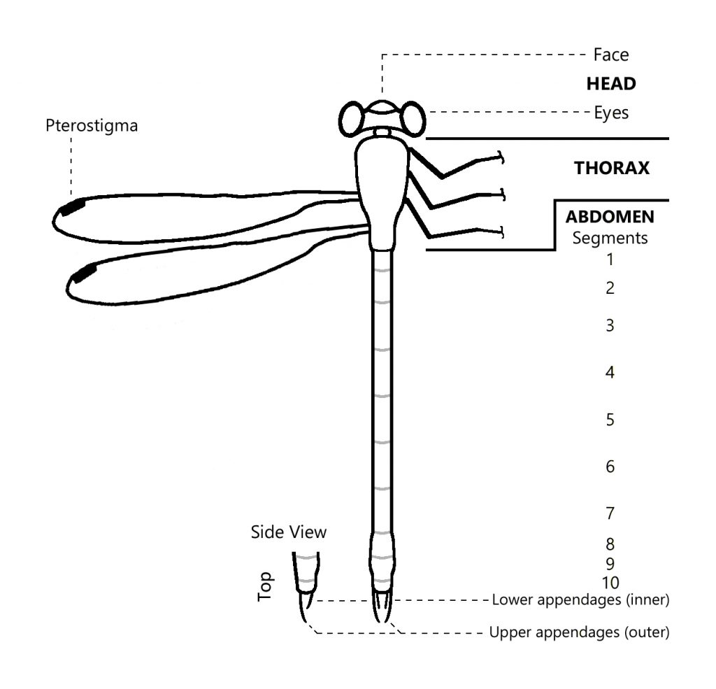 A diagram illustrating the head, thorax, abdomen, and winged parts of a damselfly