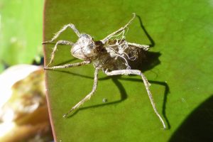 Closeup of a dried and split open insect exoskeleton