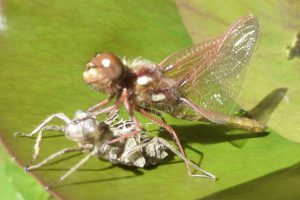 Closeup of a winged insect eating another insect.