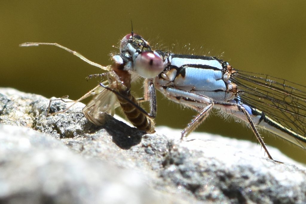 Closeup of a winged insect eating another insect.