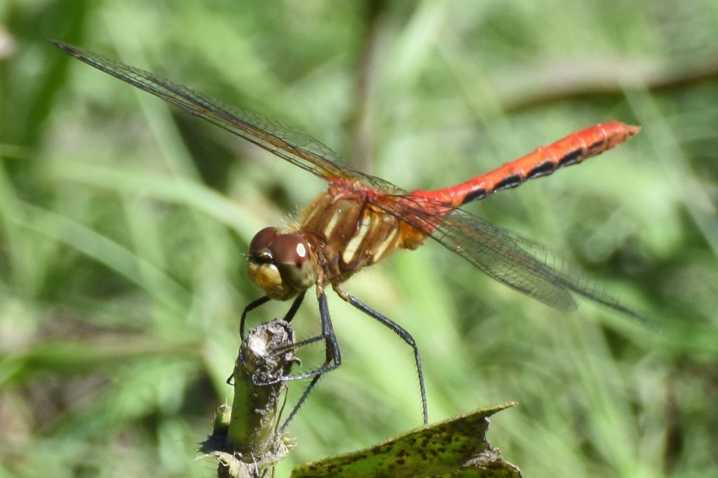 Striped Meadowhawk adult. A long winged insect with a reddish orange and brown exoskeleton.