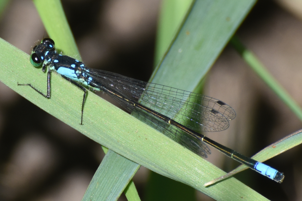 A long winged insect with blue marks on an otherwise black exeskeleton