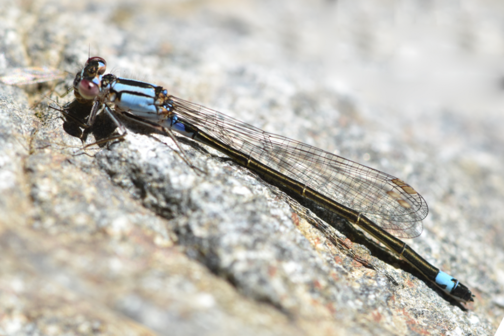 Pacific Forktail andromorph female. A long winged insect with blue marks on its exoskeleton.