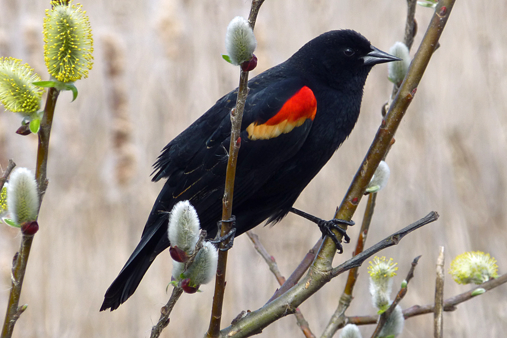 Close up of a black bird with red wings perched on a branch