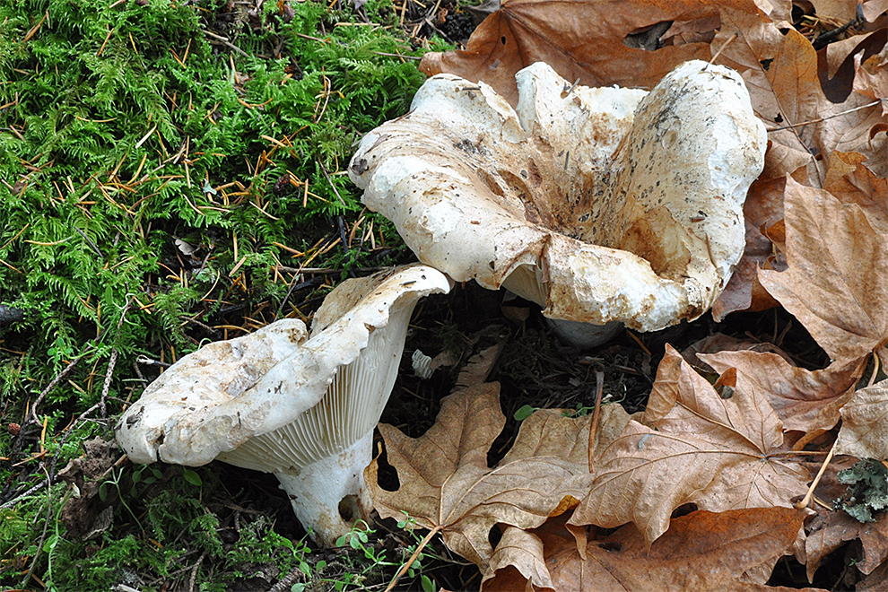 Close up of mushrooms growing though moss and fallen leaves