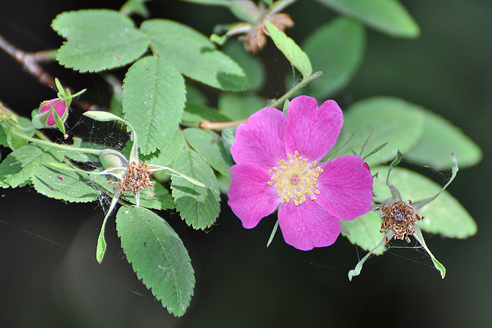 Closeup of a vividly colored wild rose or clustered rose