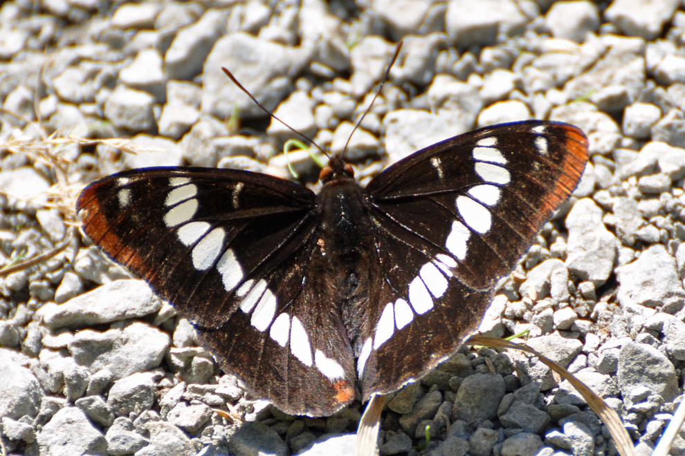 Closeup of a black, white and red butterfly with its wings spread