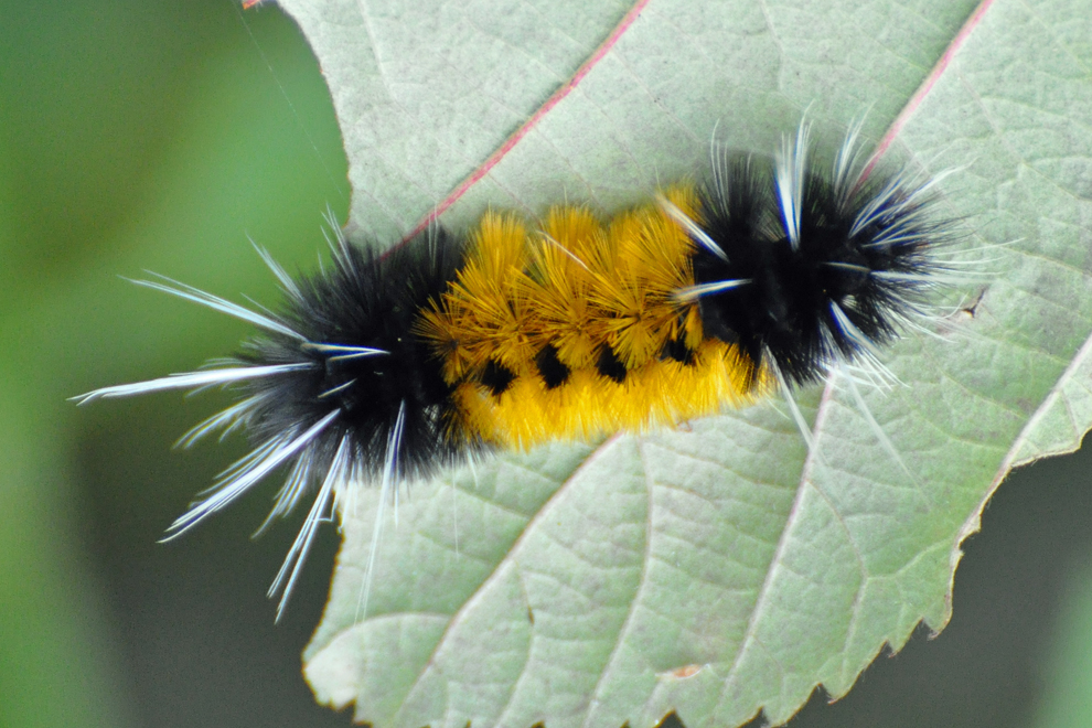 Closeup image of a black and yellow fuzzy caterpillar