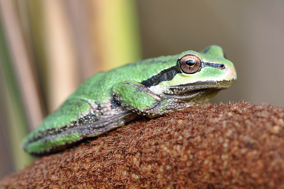 Closeup of a green and black frog