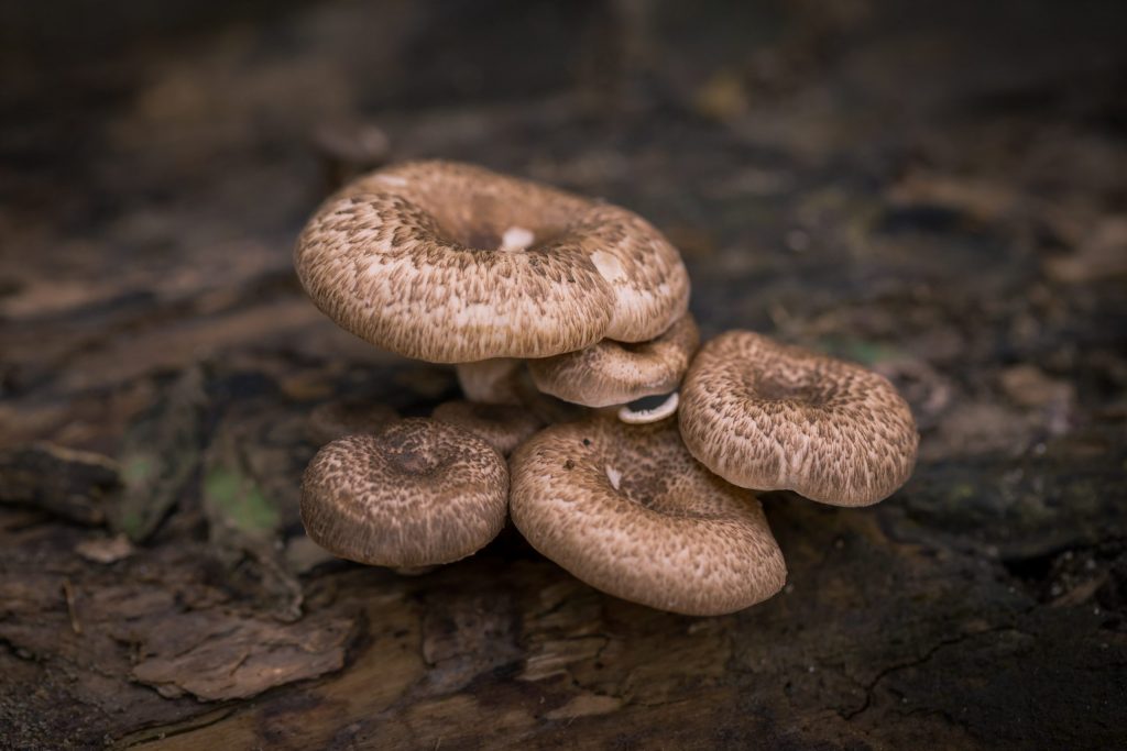 A closeup of a cluster of mushrooms