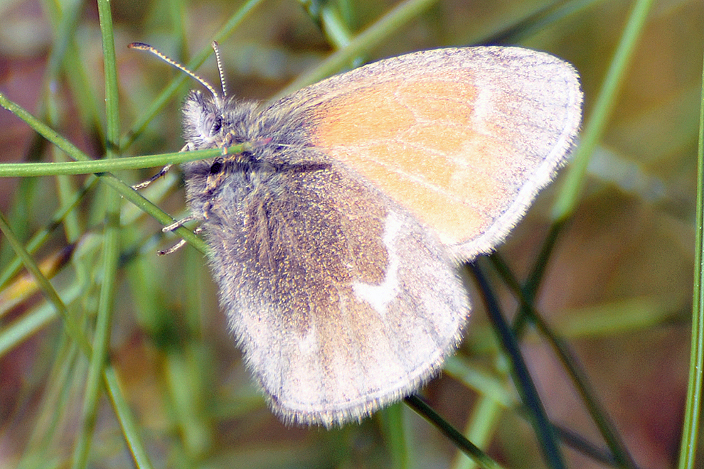 Closeup of a butterfly