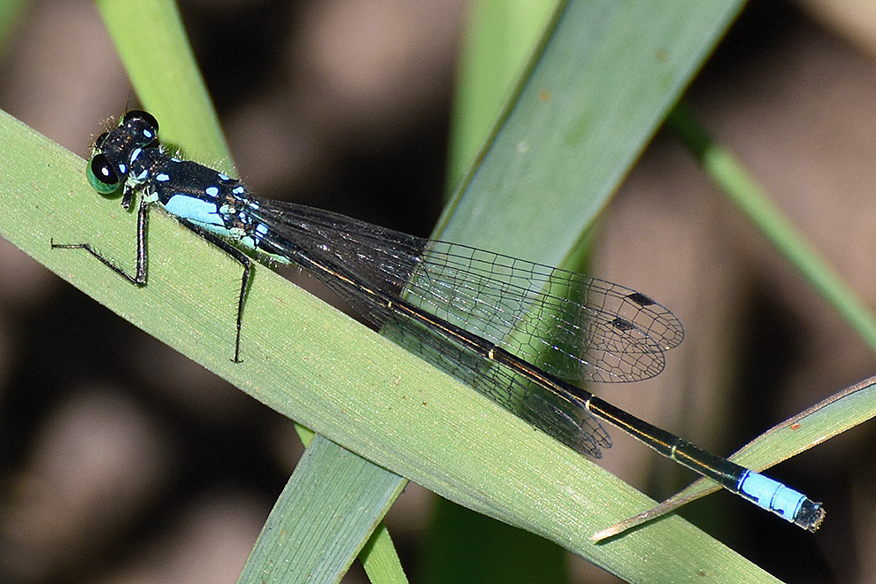 Closeup image of a long winged insect with a blue and black exoskeleton on a blade of grass