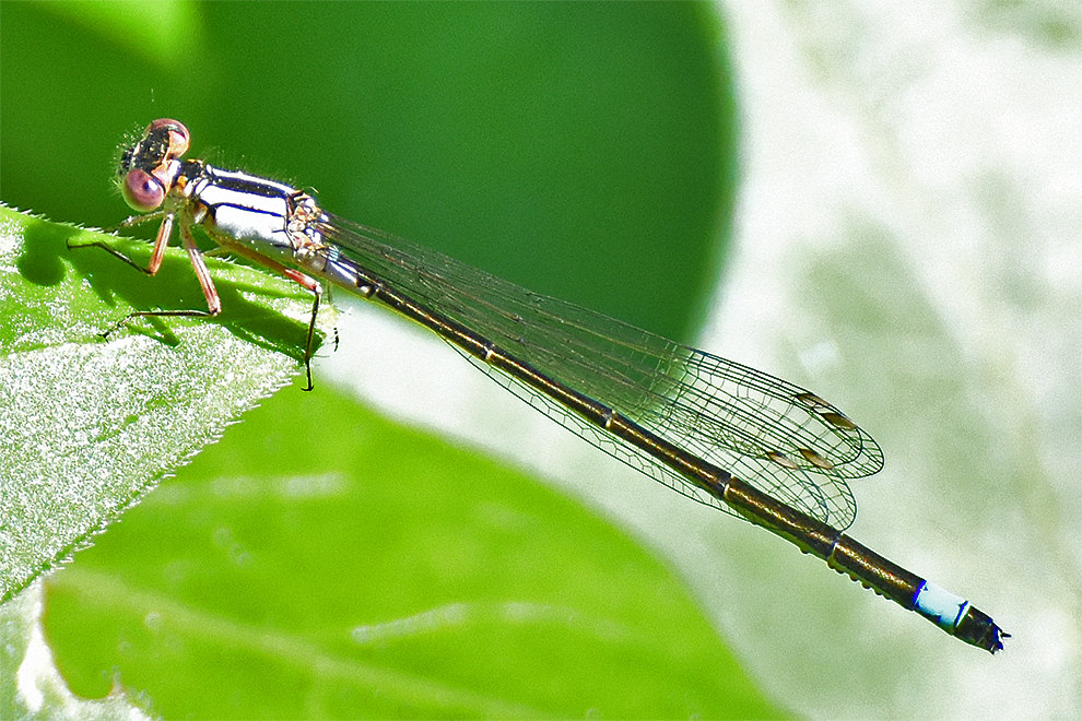 A closeup of a winged insect on a leaf