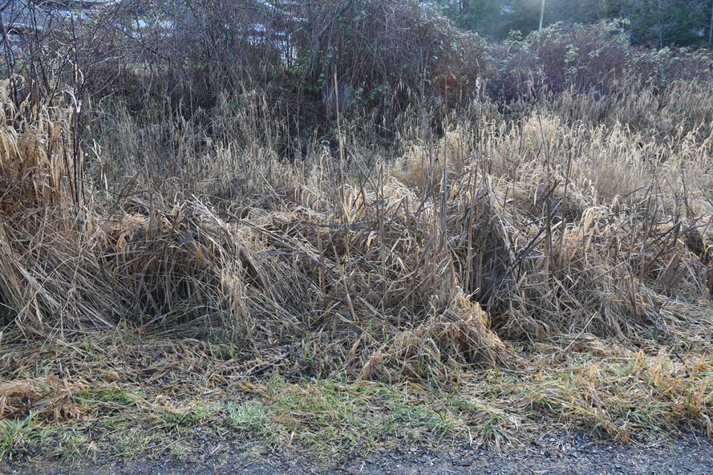 An area with tall grass