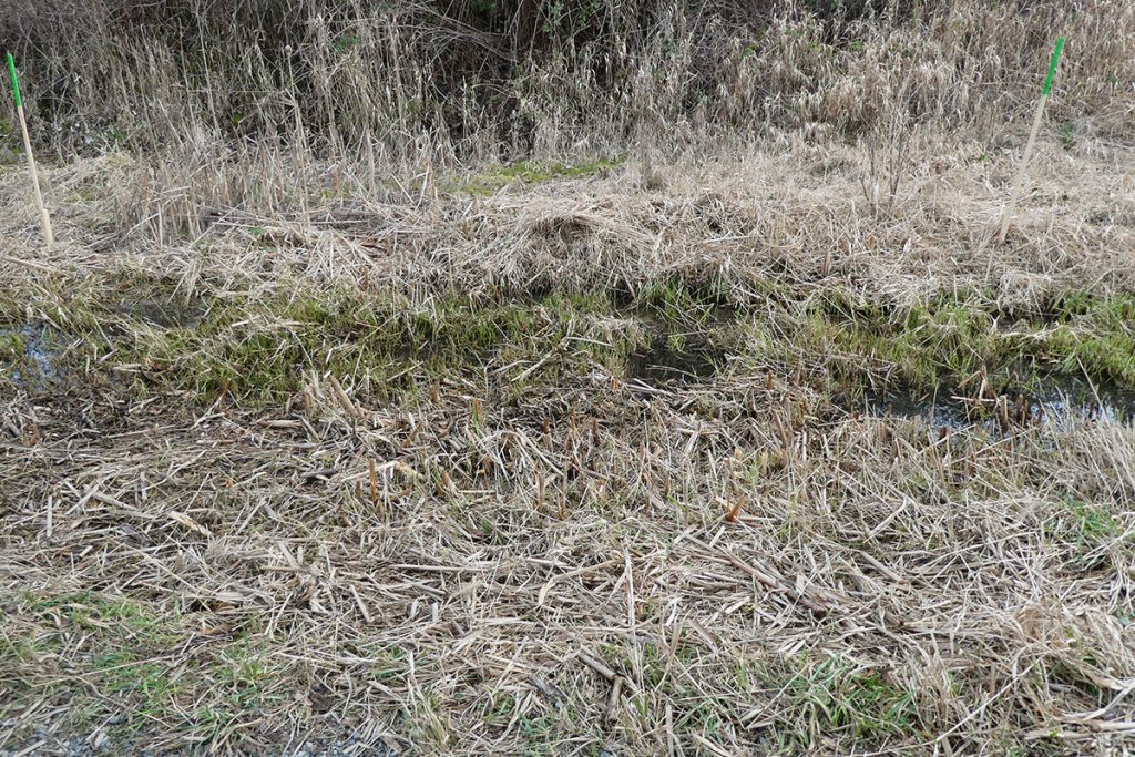 A wetland with trimmed grass