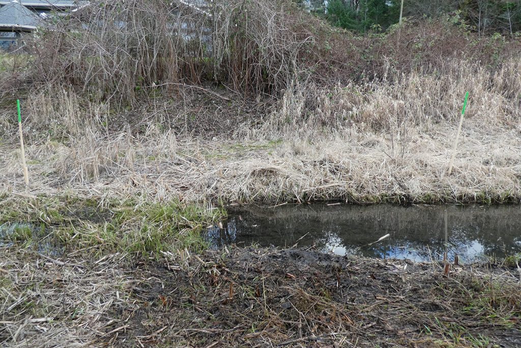 An area with clipped short vegetation