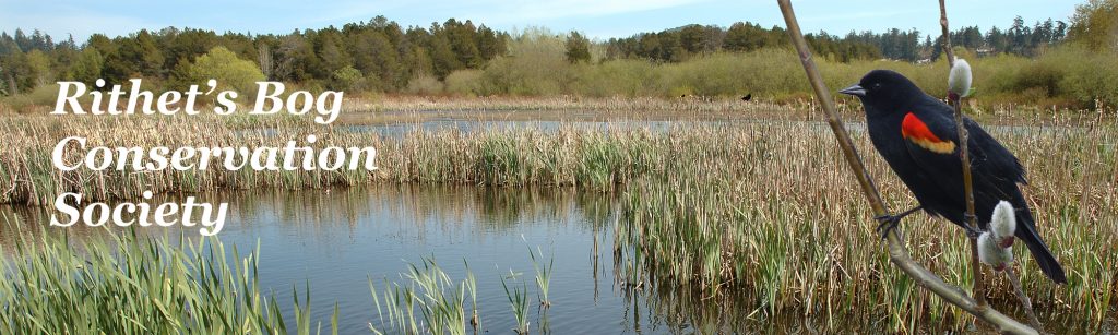 A blackbird superimposed over a wetland image