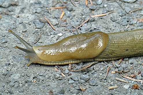 Close up of a large slug on the ground