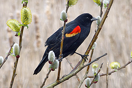 A black bird with a red patch on its wing sitting on a branch