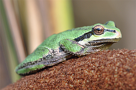 A small green frog