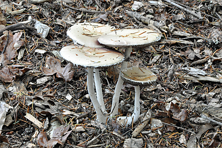 A cluster of mushrooms