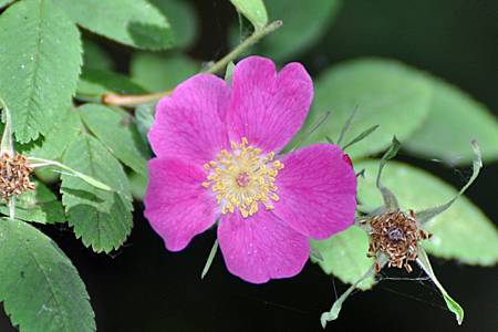 A clustered rose, a wild flower