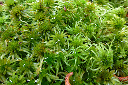 Close up of Sphagnum moss