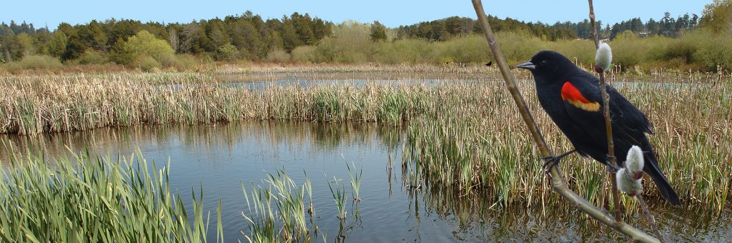 A blackbird superimposed over a wetland image