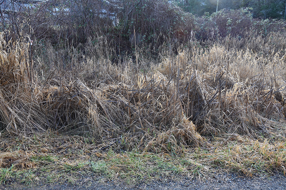 An area with tall grass and other vegetation